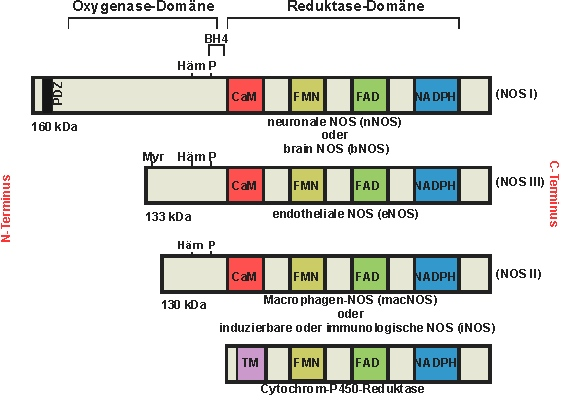 NOS-Isoformen: nNOS, iNOS, eNOS