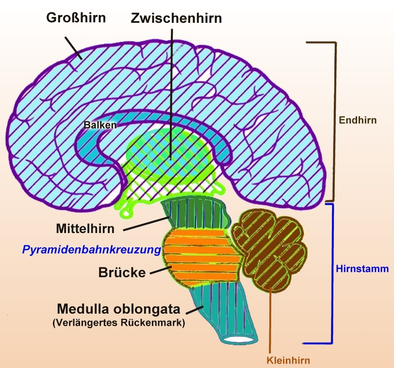 Schematische Darstellung des Gehirns