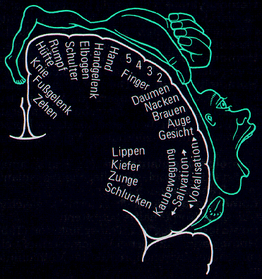 Homunculus im sensorischen Cortex