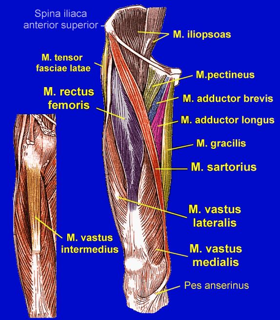 Die ventralen und medialen Muskeln des Oberschenkels