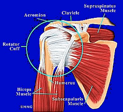 Schultergürtel-Muskulatur dorsal 2