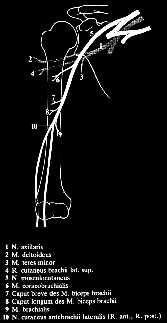 Nervus axillaris